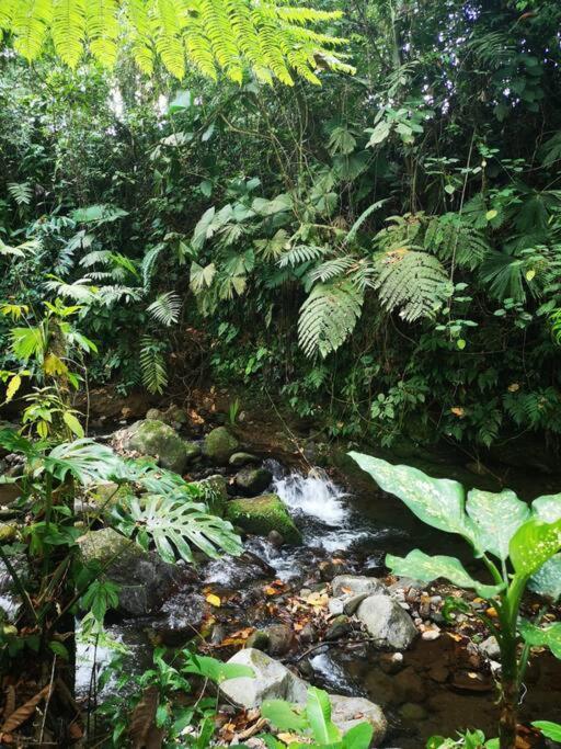 Habana River Lodge And Sanctuary La Fortuna Εξωτερικό φωτογραφία